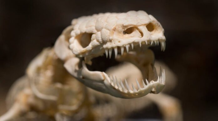 Gila Monster Denti: i mostri di Gila hanno i denti?
