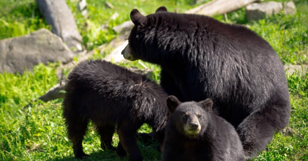 Un segugio, o gruppo, di tre orsi neri americani (Ursus americanus), una madre orsa e due dei suoi cuccioli, seduti in un campo roccioso.