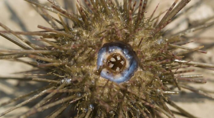 Top 10 Animals That Have Shells - sea urchin