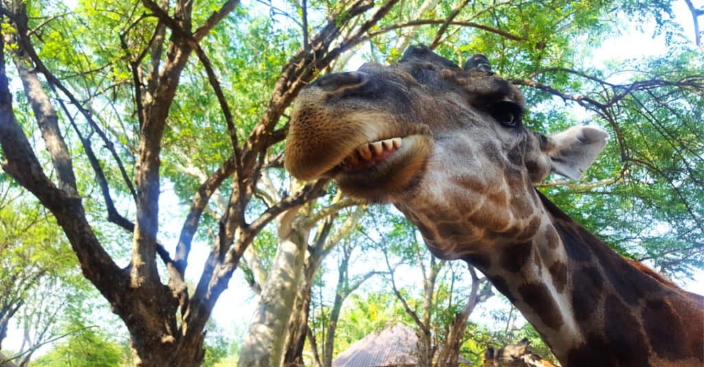 Mangiare denti-giraffa della giraffa