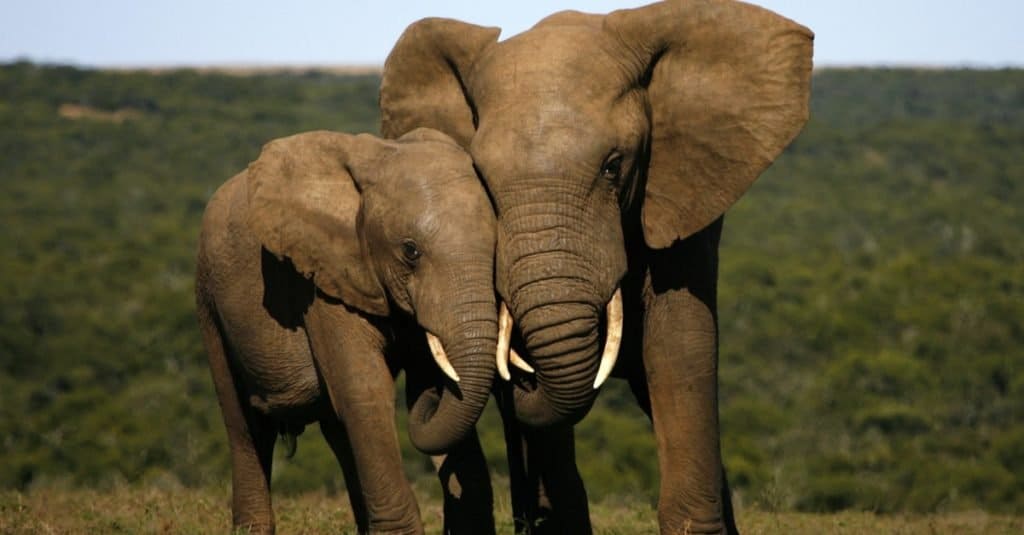 Quanto tempo vivono gli elefanti?