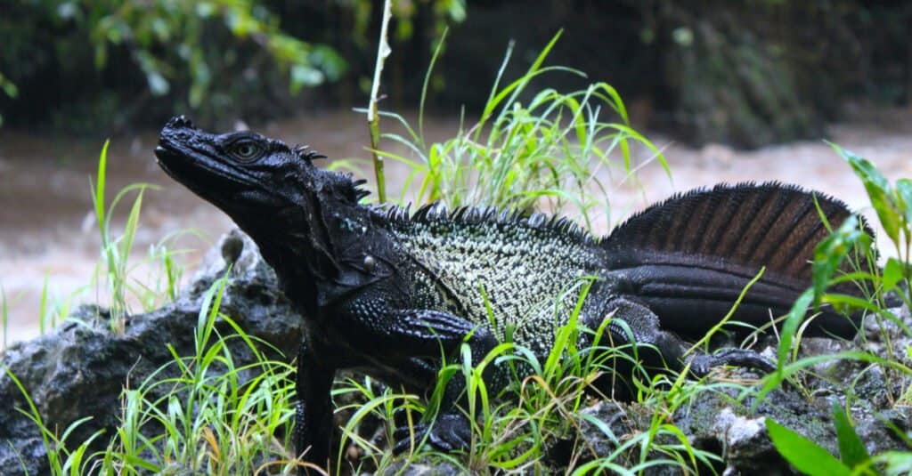 Le lucertole sembrano draghi - Sailfin Dragon