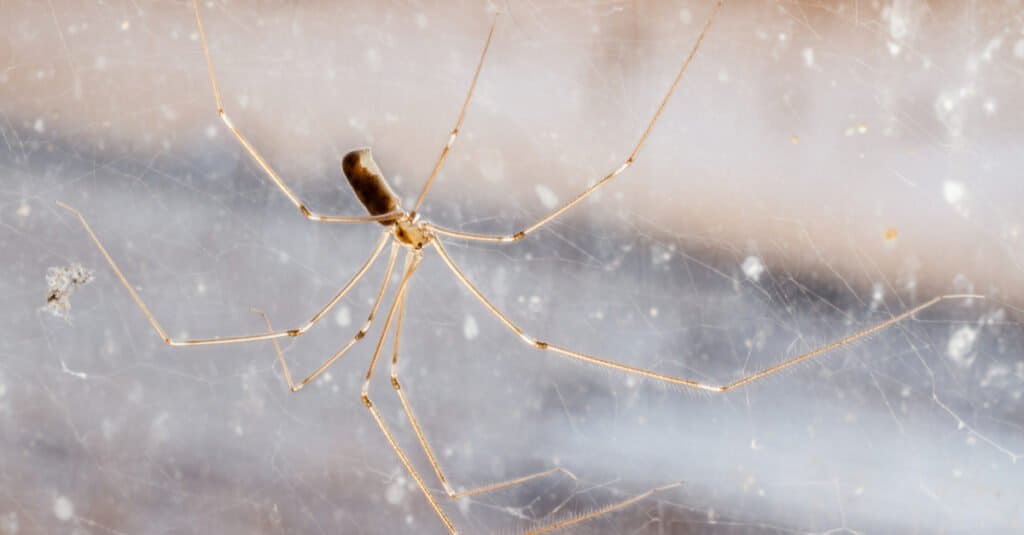 Le gambe lunghe di papà sono velenose o pericolose - Ragni dalle gambe lunghe