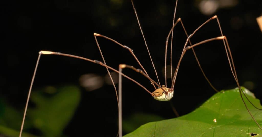 Le gambe lunghe di papà sono velenose o pericolose - Ragni