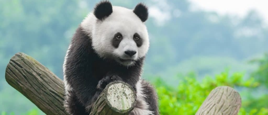 Animali in Cina - Panda gigante