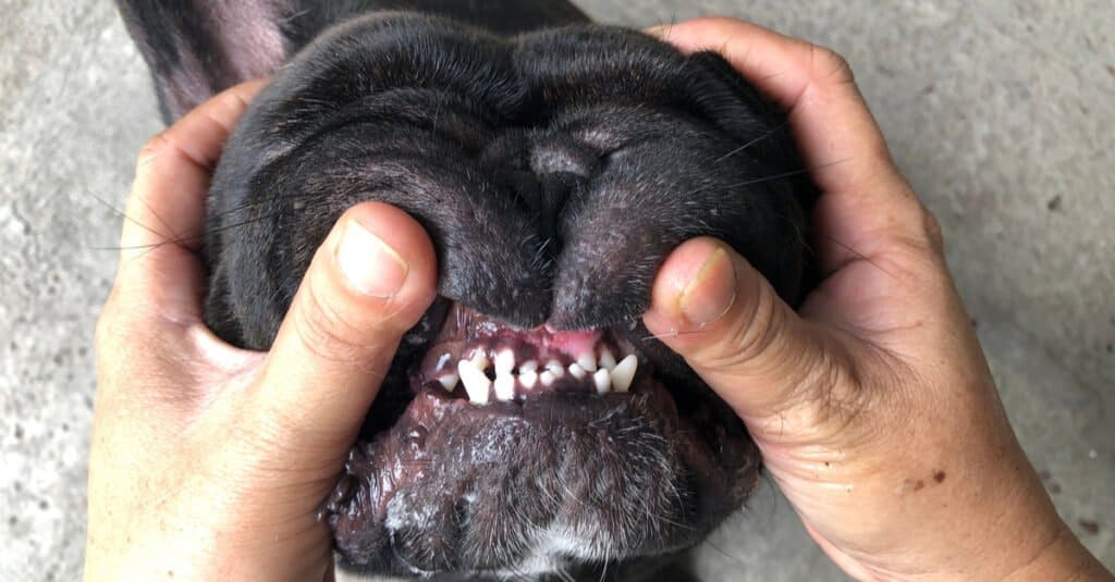 Denti del bulldog - bulldog