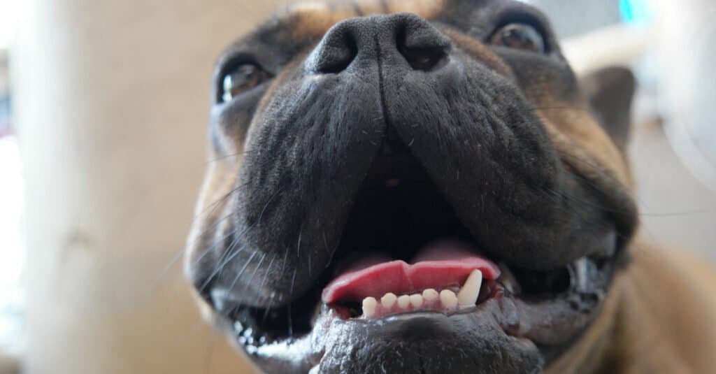 Denti del bulldog - cucciolo del bulldog francese