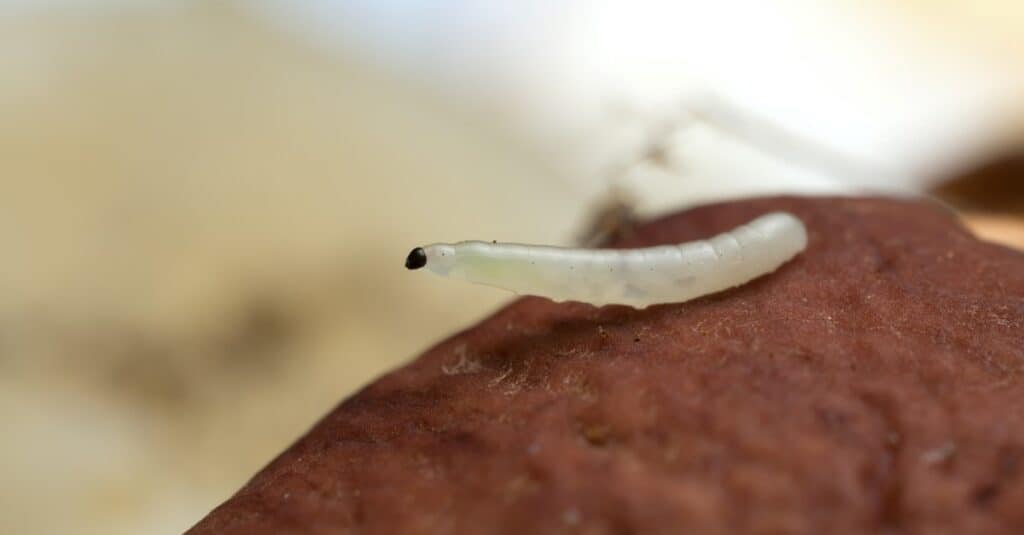 Larva di moscerino del fungo, Mycetophilidae sul fungo porcino.