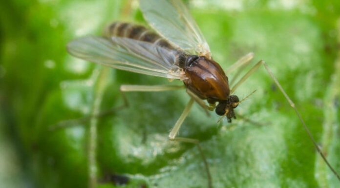 How long do gnats live?