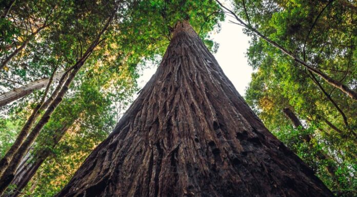 I 10 alberi più grandi del mondo
