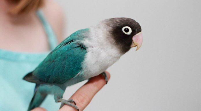 Types of pet birds - Masked Lovebird