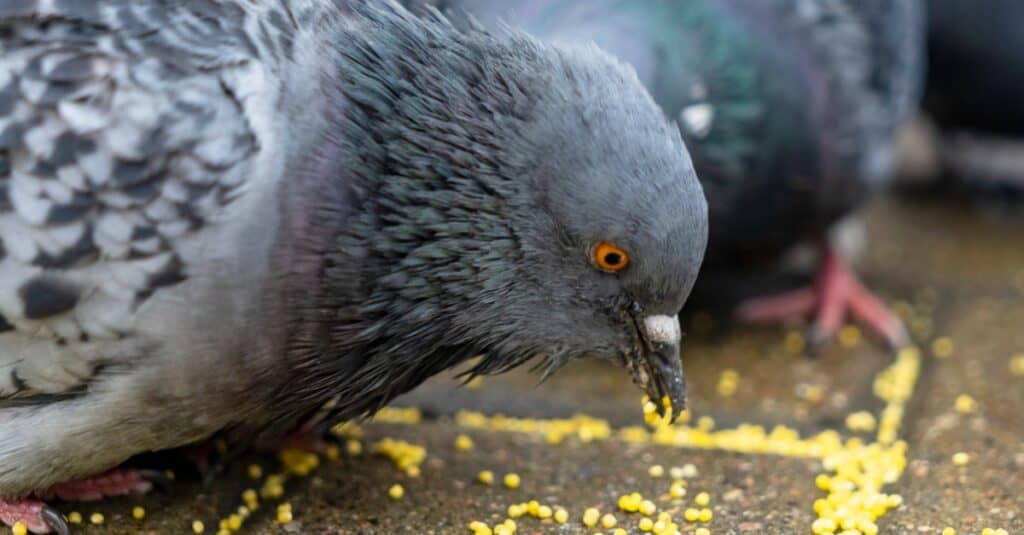 piccione che mangia semi da terra