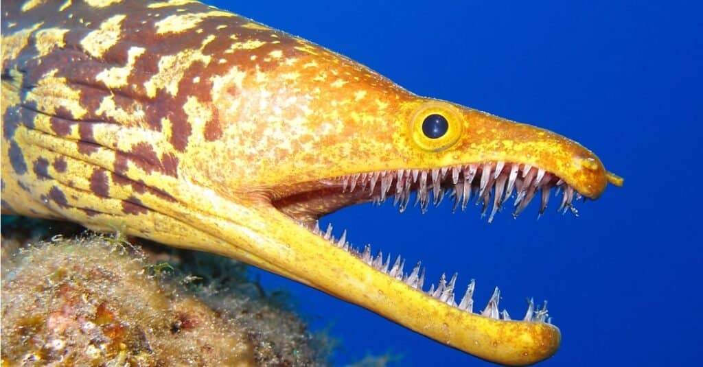 Le anguille più grandi sono murene zanne