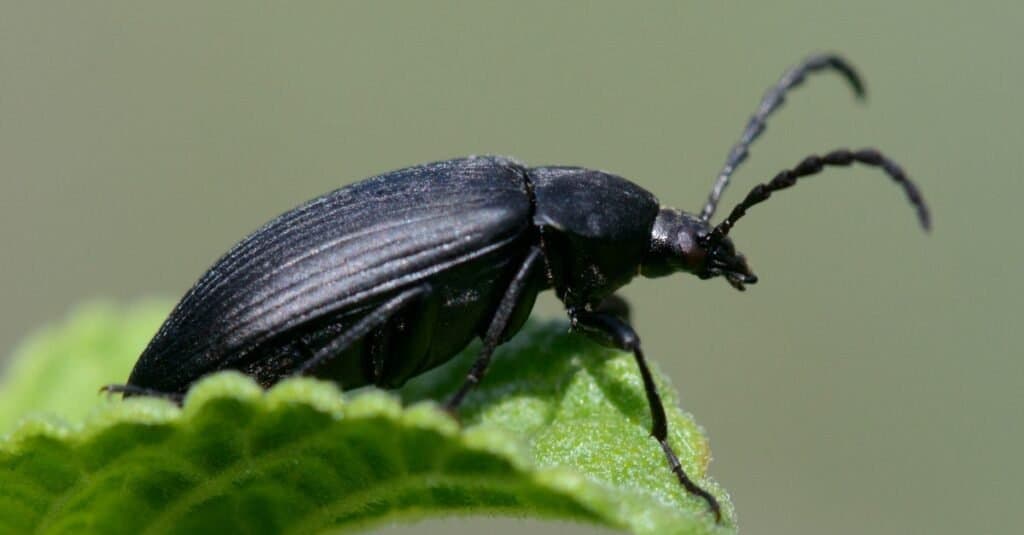 Tipi di coleotteri - scarabeo cacciatore di bruco nero
