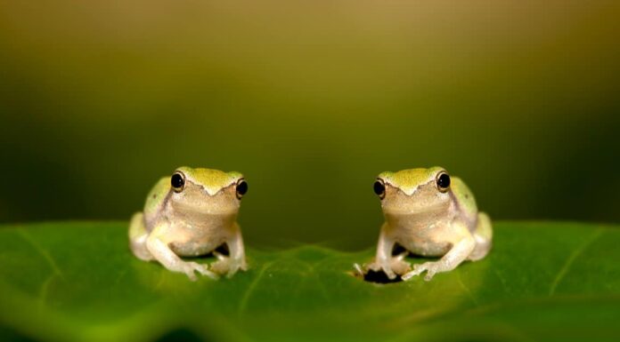 baby frog closeup