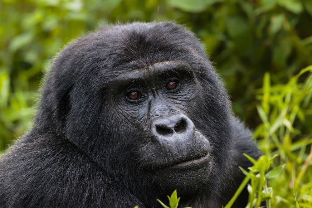 Gorilla orientale nel Parco nazionale della foresta di Bwindi, Uganda.
