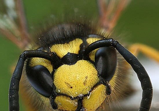 Durata della vita delle vespe: quanto tempo vivono le vespe?
