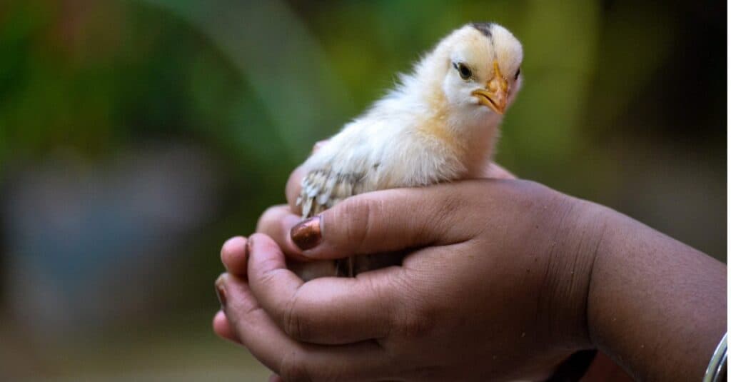 primo piano del pollo del bambino