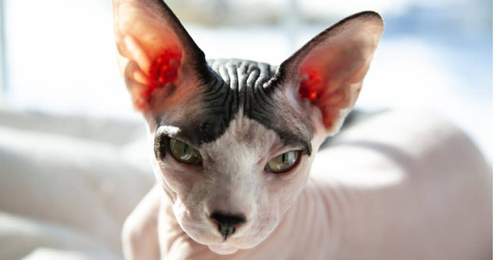 gatti sphynx senza pelo ipoallergenici