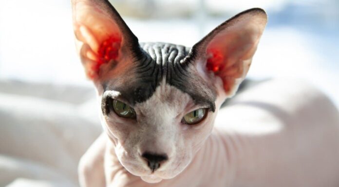 hypoallergenic cats shorthair oriental