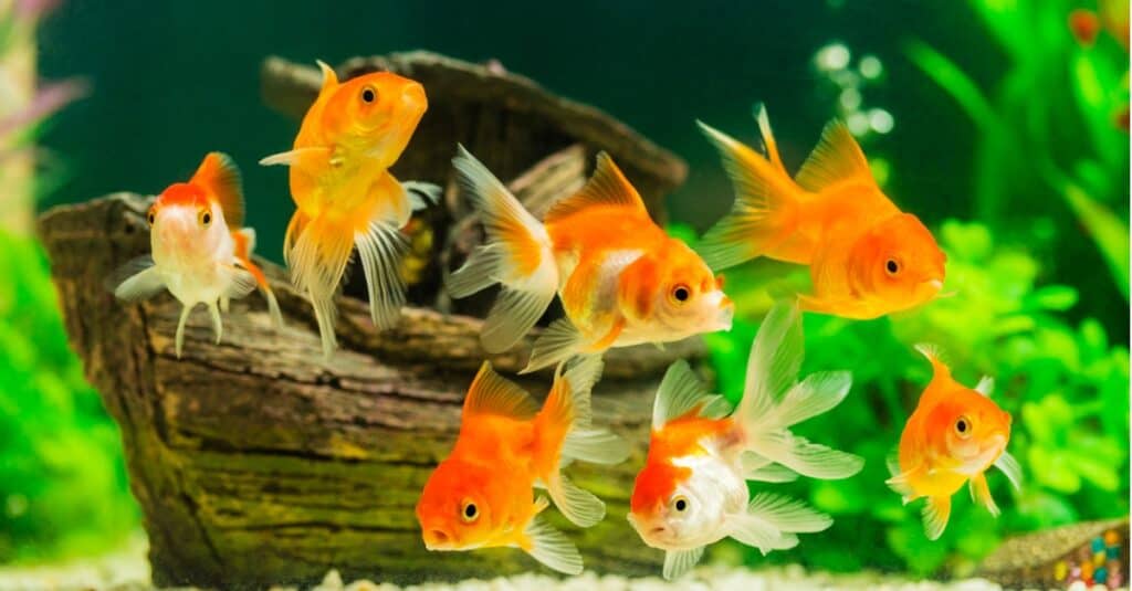 Quanto vivono i pesci rossi?