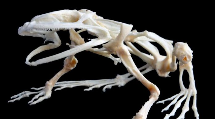 African Bullfrog Teeth - A typical frog skeleton