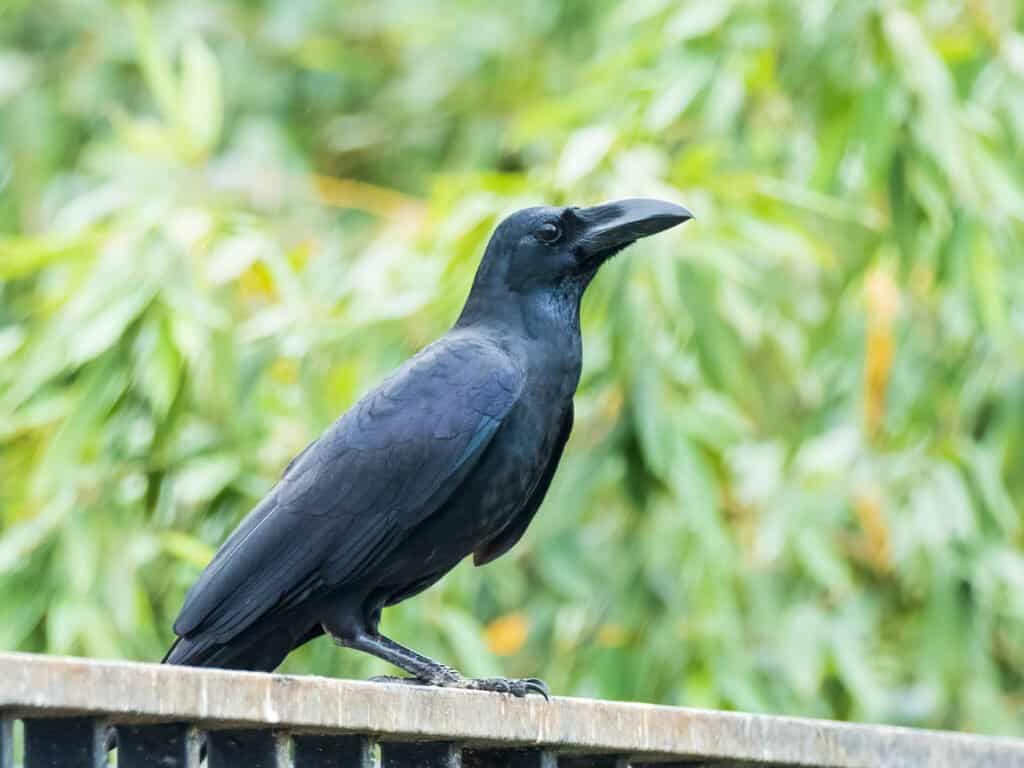 Corvi più grandi - Corvo dal becco grande