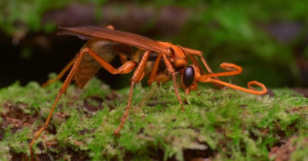 Una vespa ragno che raccoglie muschio per il materiale del nido.