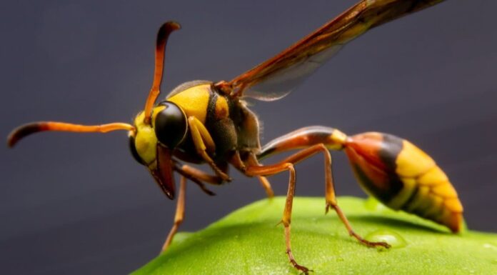Cosa mangiano le vespe?

