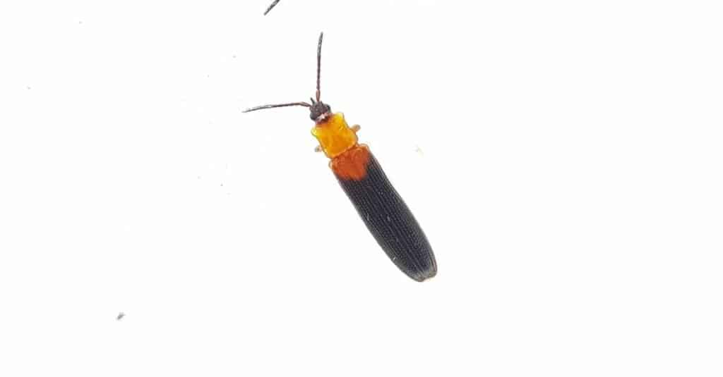 Tipi di coleotteri: scarabeo ispino di cocco