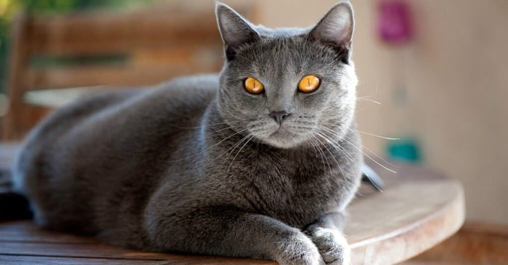 Rari tipi di gatti - Chartreux