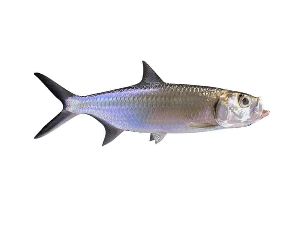 Tarpon pesce su sfondo bianco