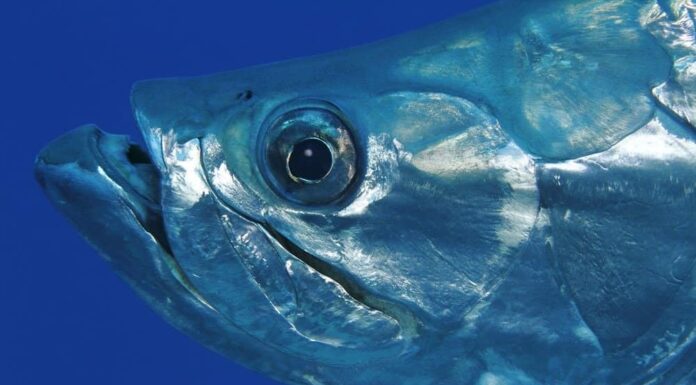 Denti di tarpon: tutto ciò che devi sapere
