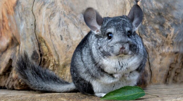 How long do chinchillas live?