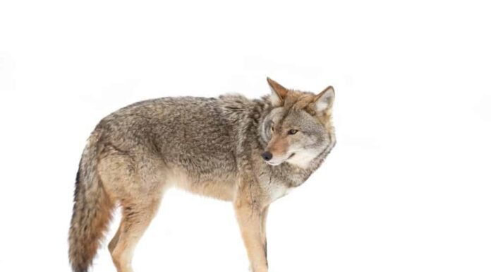 Code di coyote: come sono
