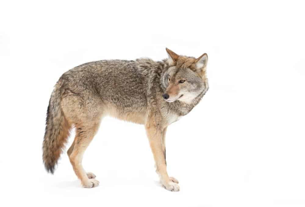 Un coyote solitario isolato su sfondo bianco