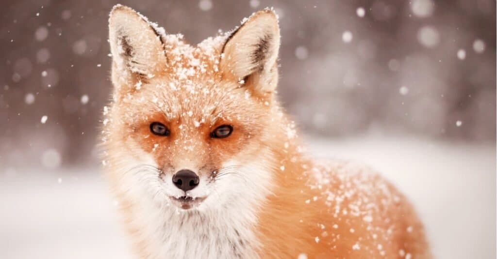 Animali che possono vedere la volpe a infrarossi