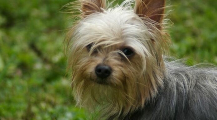 I 7 tipi di razze Yorkie
