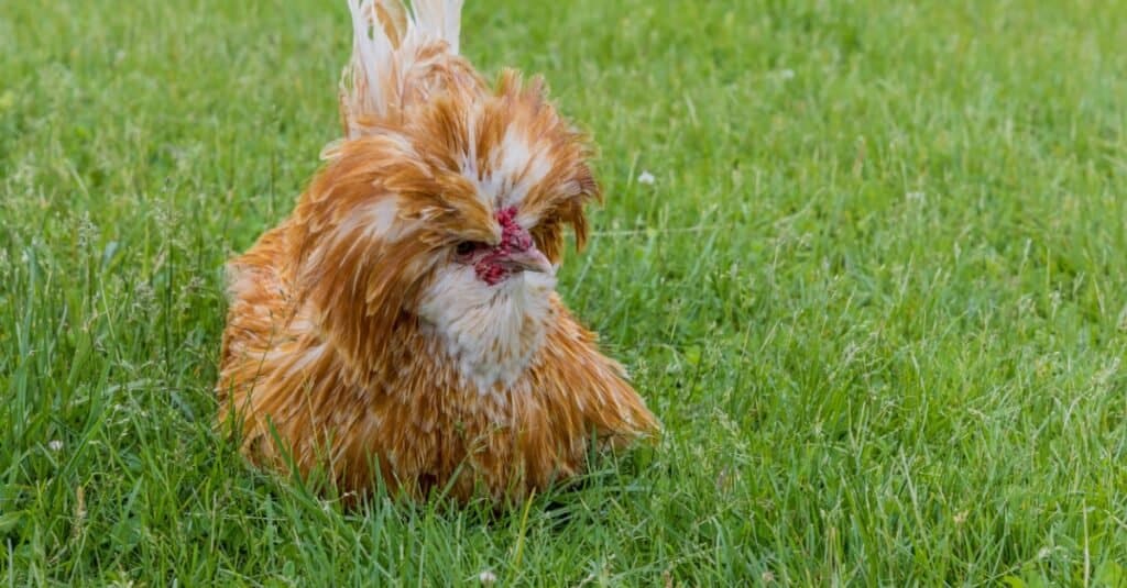 Uccelli con i capelli più pazzi: pollo polacco