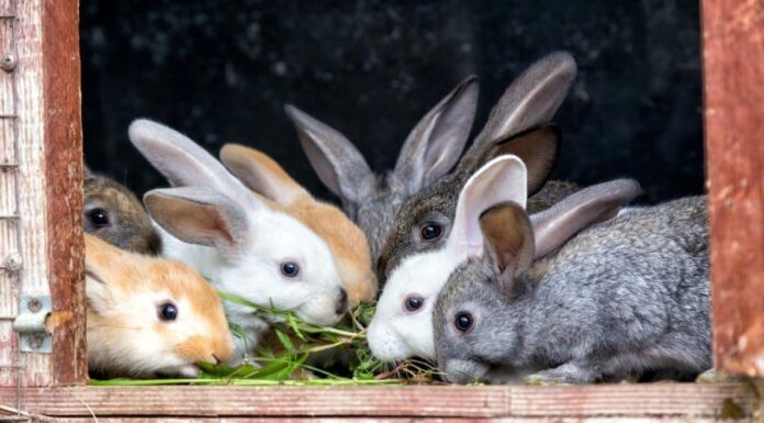 Le 55 migliori razze di conigli domestici in ordine dalla A alla Z
