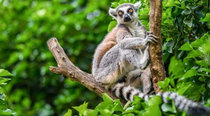  Cosa mangiano i lemuri?  La dieta di un primate dell'isola
