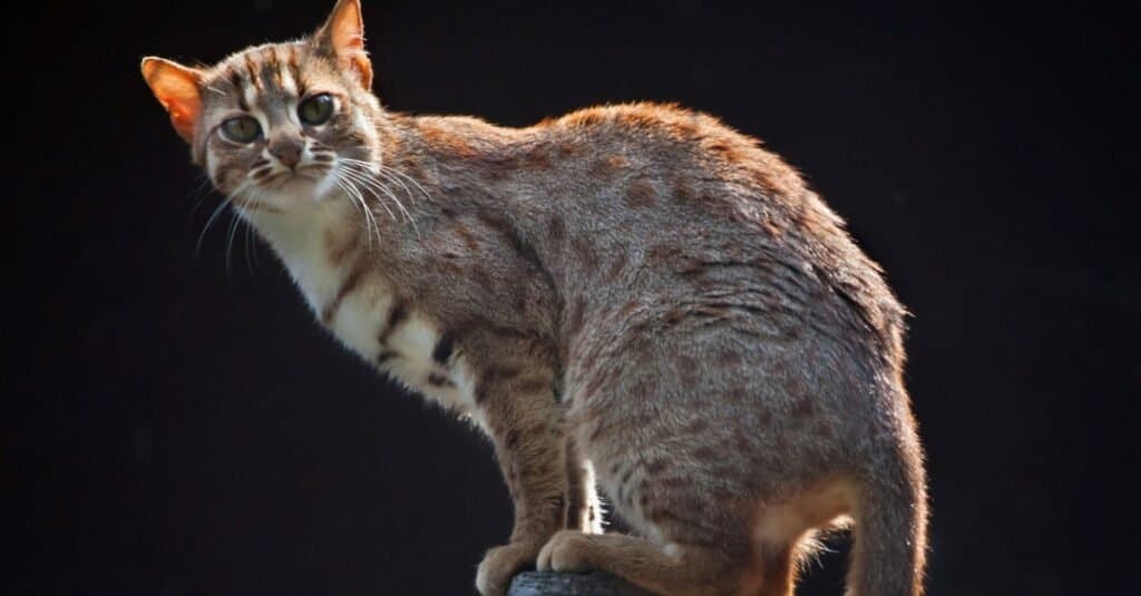 Tipi di gatti selvatici - Gatto maculato ruggine