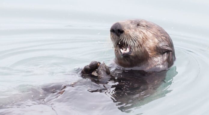 Otter Teeth - Otter showing teeth