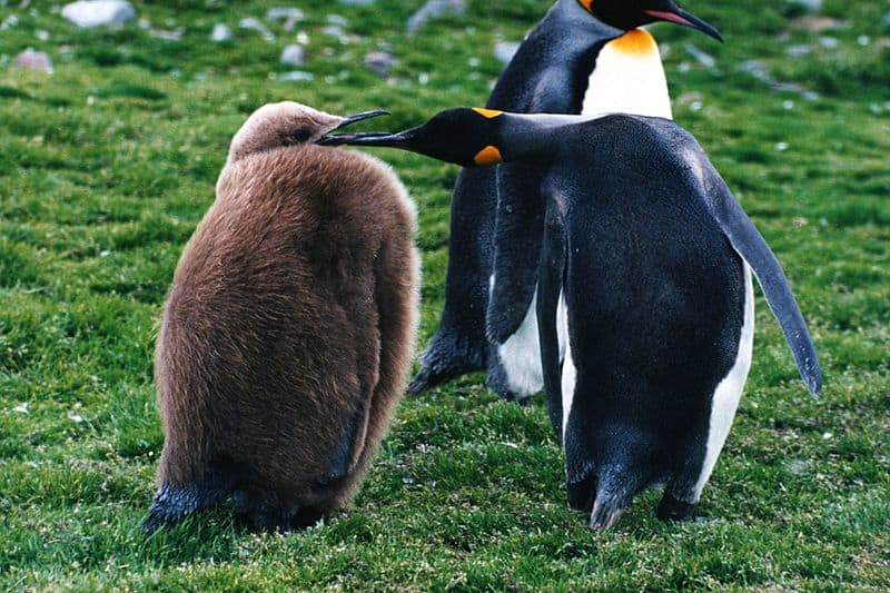 Un pulcino di pinguino reale con il suo genitore