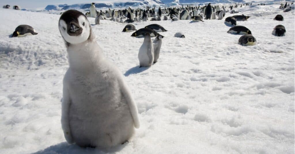 giovane pinguino vicino alla telecamera
