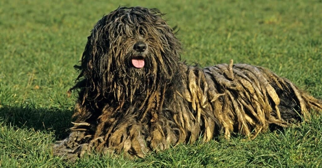 Il cane da pastore bergamasco ha il pelo che appare naturalmente arruffato e arruffato, rendendolo uno dei cani più brutti.
