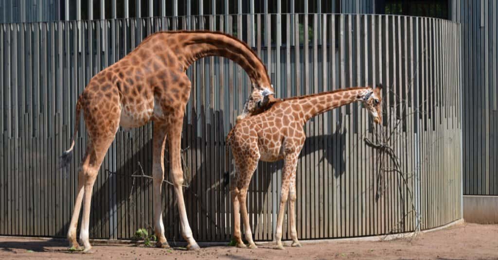 Animali che dormono in piedi: le giraffe