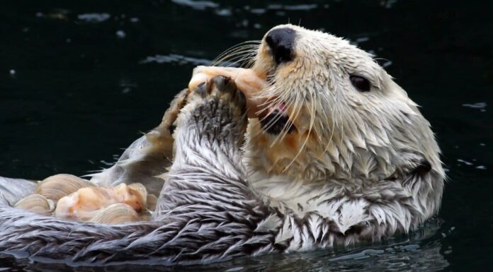 Cosa mangiano le lontre marine?

