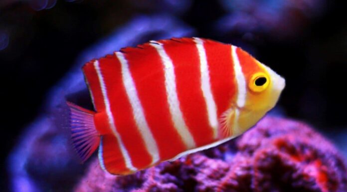 I 11 migliori tipi di pesci rari
