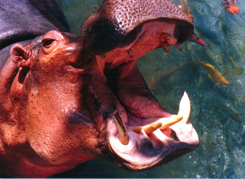Teschio di ippopotamo - Gli ippopotami hanno zanne d'avorio che provengono dai loro denti incisivi e canini.